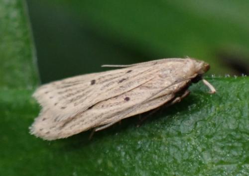 Réf. 343 125 : Acompsia sp.